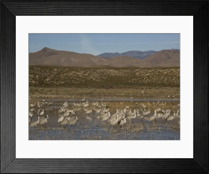 Framed Print : Sandhill cranes - in winter. Bosque del Apache National Wildlife Refuge Framed Print : Sandhill cranes - in winter. Bosque del Apache National Wildlife Refuge