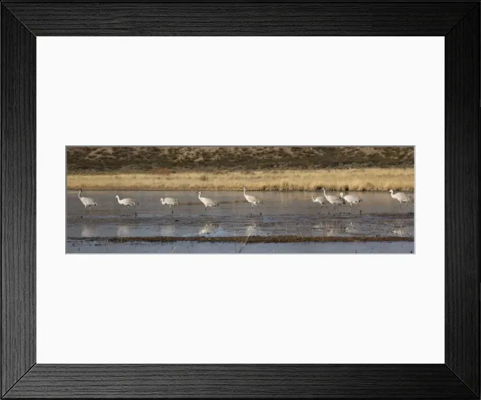 Framed Print : Sandhill cranes - in winter. Bosque del Apache National Wildlife Refuge Framed Print : Sandhill cranes - in winter. Bosque del Apache National Wildlife Refuge