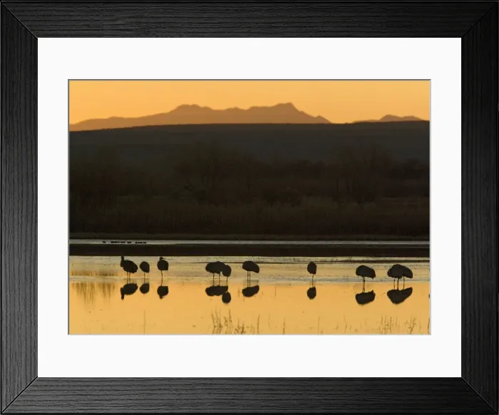 Framed Print : Greater Sandhill Cranes - in wetland at dawn, midwinter. Bosque del Apache National Wildlife Refuge Framed Print : Greater Sandhill Cranes - in wetland at dawn, midwinter. Bosque del Apache National Wildlife Refuge