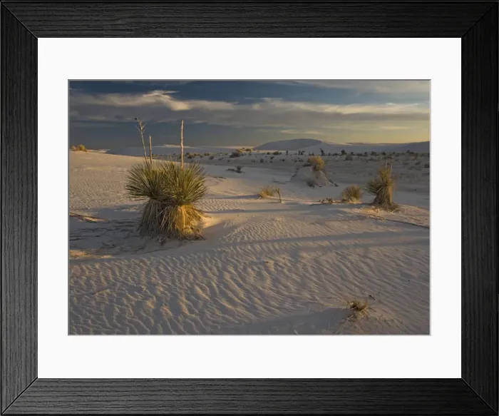Framed Print : Soaptree Yucca - with beatiful wind-sculpted white gypsum dunes White Sands National Monument, New Mexico, USA Framed Print : Soaptree Yucca - with beatiful wind-sculpted white gypsum dunes White Sands National Monument, New Mexico, USA
