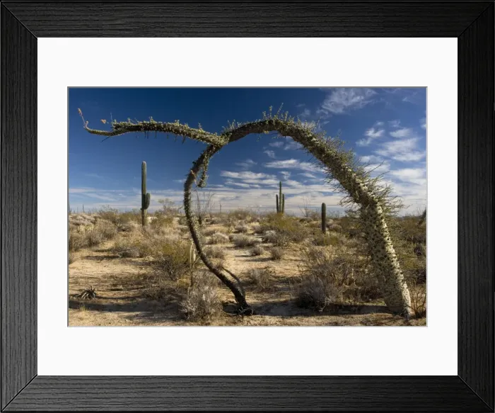 Framed Print : Boojum trees in the desert, Baja California Framed Print : Boojum trees in the desert, Baja California