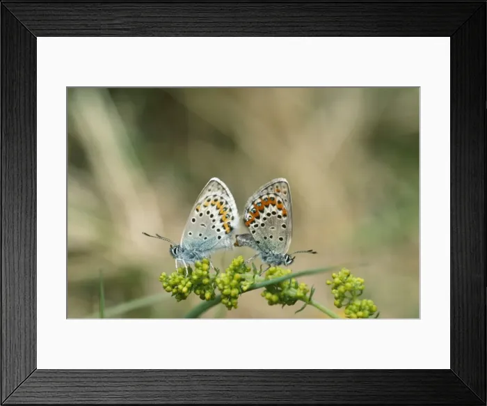 Framed Print : Idas Blue Butterfly - mating pair Cevennes, France Framed Print : Idas Blue Butterfly - mating pair Cevennes, France