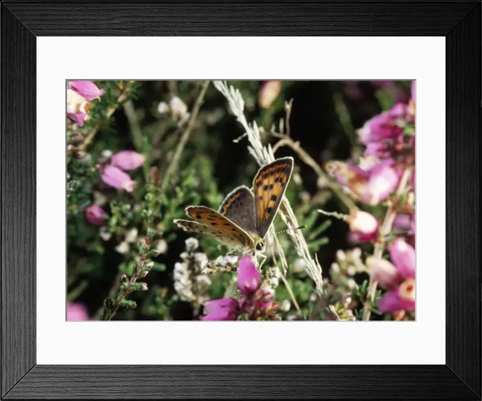 Framed Print : Sooty Copper Butterfly Normandy, France Framed Print : Sooty Copper Butterfly Normandy, France
