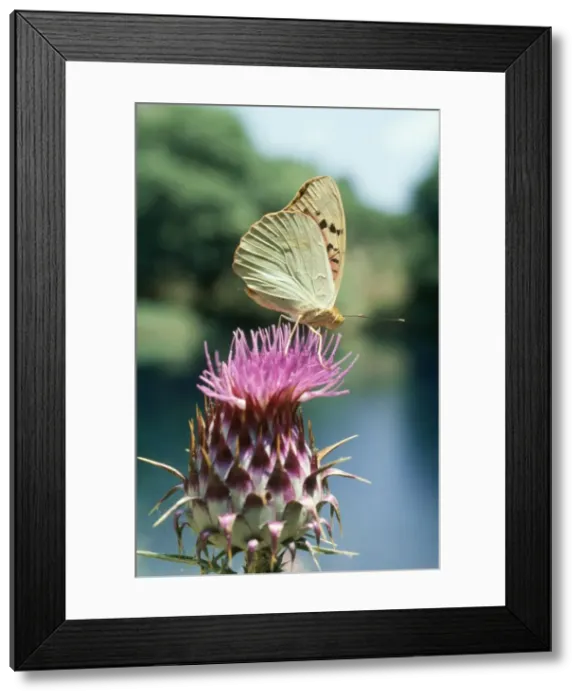 Framed Print : Cardinal Butterfly (Fritillary) Greece Framed Print : Cardinal Butterfly (Fritillary) Greece