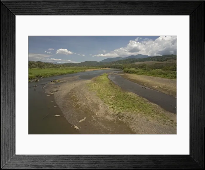Framed Print : View of the Tarcolis river, with Carara National Park beyond, and American crocodiles on the banks. Costa Ria Framed Print : View of the Tarcolis river, with Carara National Park beyond, and American crocodiles on the banks. Costa Ria