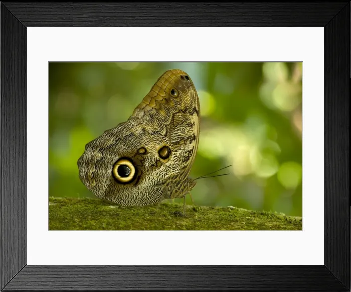 Framed Print : Owl Butterfly. Very large tropical butterfly. Costa Rica Framed Print : Owl Butterfly. Very large tropical butterfly. Costa Rica