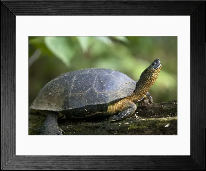 Framed Print : Black Wood Turtle. Costa Rica Framed Print : Black Wood Turtle. Costa Rica