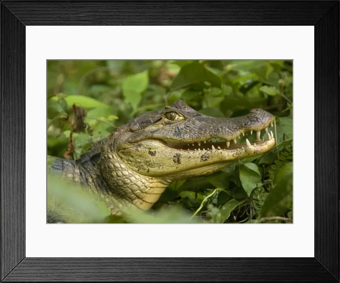 Framed Print : Spectacled Caiman. Costa Rica Framed Print : Spectacled Caiman. Costa Rica