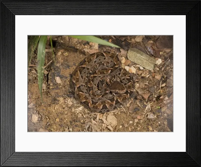 Framed Print : Fer-de-Lance snake, coiled. An aggressive and highly venomous snake. Costa Rica Framed Print : Fer-de-Lance snake, coiled. An aggressive and highly venomous snake. Costa Rica