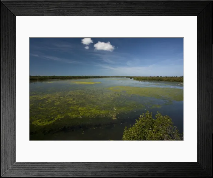 Framed Print : Ding Darling Nature Reserve, Sanibel Island, Florida, USA. Coastal lagoon with algae. Bird-rich area Framed Print : Ding Darling Nature Reserve, Sanibel Island, Florida, USA. Coastal lagoon with algae. Bird-rich area