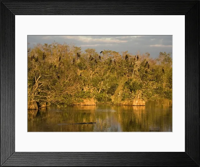 Framed Print : American Alligator cruising in front of breeding colony of double-crested cormorants in mangroves. Anhinga trail, Everglades, USA Framed Print : American Alligator cruising in front of breeding colony of double-crested cormorants in mangroves. Anhinga trail, Everglades, USA