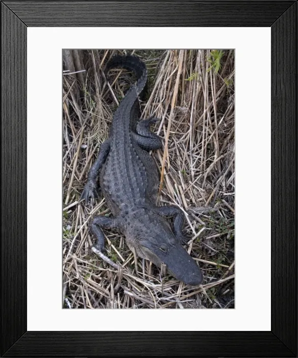 Framed Print : American Alligator. USA