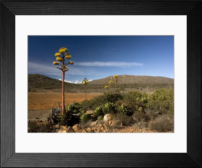 Framed Print : Shaw's Agave, growing in the desert of north-west Baja California Framed Print : Shaw's Agave, growing in the desert of north-west Baja California