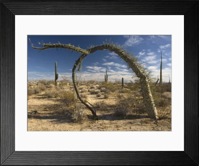 Framed Print : Boojum trees in the cactus-rich part of the Sonoran desert on the west side of Baja California. Iconic bizarre trees, endemic to the Baja California peninsula. Known as cirio in spanish, meaning candles Framed Print : Boojum trees in the cactus-rich part of the Sonoran desert on the west side of Baja California. Iconic bizarre trees, endemic to the Baja California peninsula. Known as cirio in spanish, meaning candles