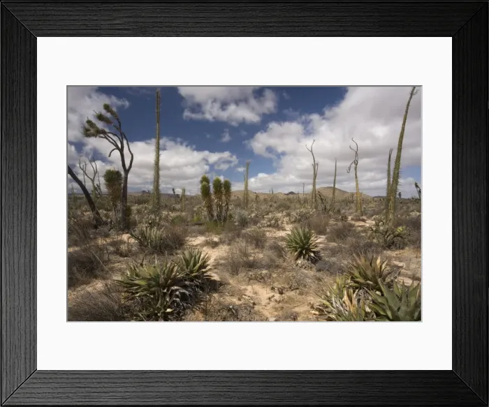 Framed Print : The cactus-rich part of the Sonoran desert on the west side of Baja California Framed Print : The cactus-rich part of the Sonoran desert on the west side of Baja California