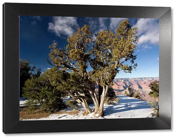 Ancient Utah Juniper in Grand Canyon National Park in winter