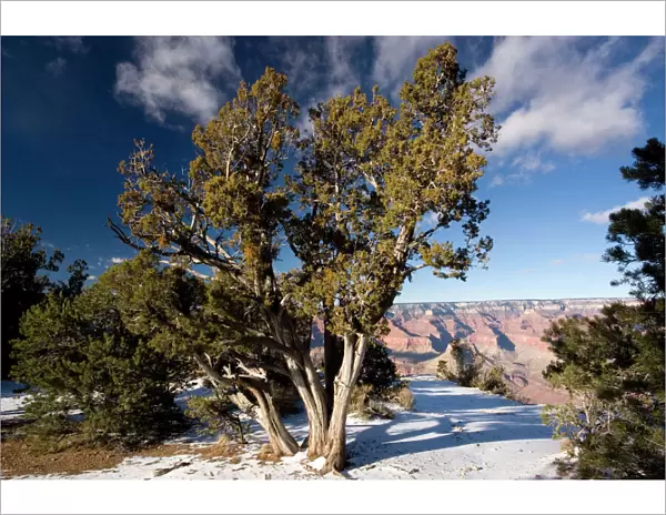 Ancient Utah Juniper in Grand Canyon National Park in winter