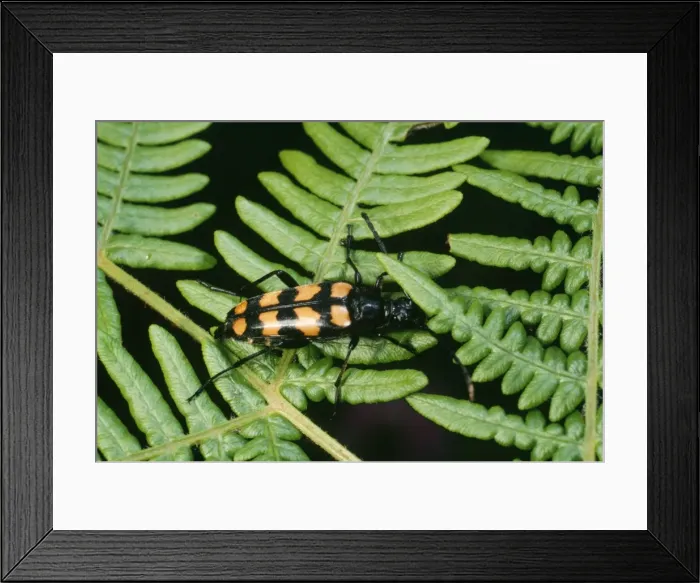 Framed Print : Longhorn Beetle - Botley. Rare species Framed Print : Longhorn Beetle - Botley. Rare species