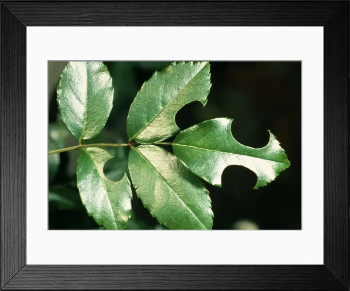 Framed Print : Leaf-cutter Bee Rose leaf cut by female Leaf Cutter Bee for nest material Framed Print : Leaf-cutter Bee Rose leaf cut by female Leaf Cutter Bee for nest material