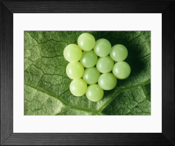 Framed Print : Common Shield Bug Eggs