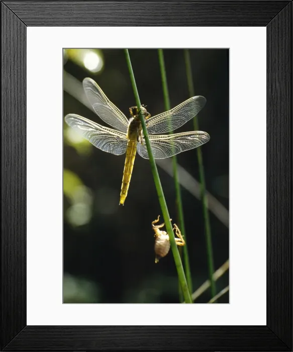 Framed Print : Dragonfly - newly emerged with exuvia Framed Print : Dragonfly - newly emerged with exuvia