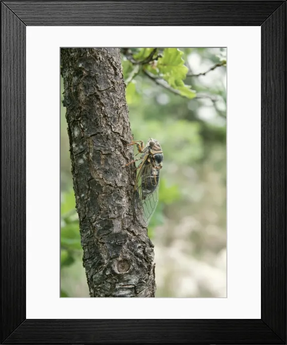 Framed Print : Cicada Calling on Oak trunk, South of France Framed Print : Cicada Calling on Oak trunk, South of France