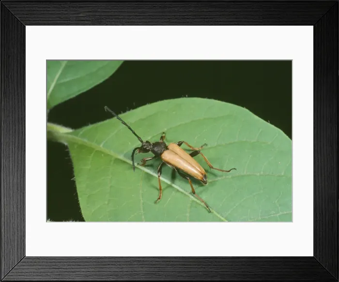 Framed Print : Longhorn Beetle Framed Print : Longhorn Beetle
