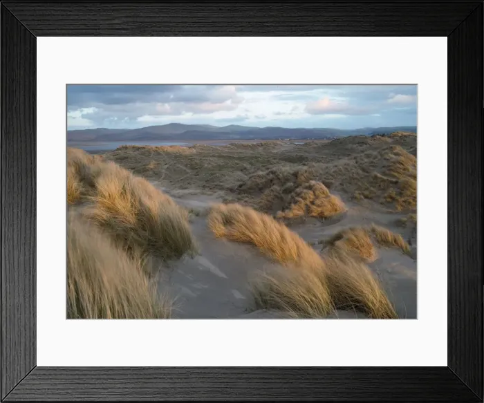 Framed Print : Wales - evening light Ynyslas sand dunes Framed Print : Wales - evening light Ynyslas sand dunes