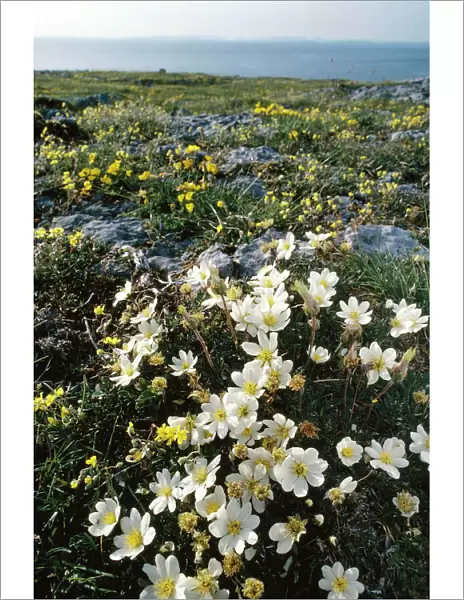 Eire - Mountain Avens (Dryas octopetala) Hoary Rockrose (Helianthemum oelandicum) growing in Limestone Pavement The Burren