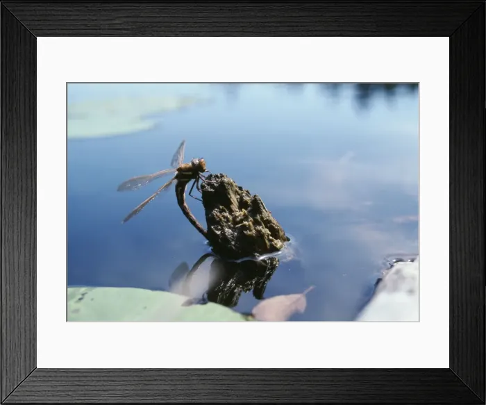 Framed Print : Brown Hawker Dragonfly - female Framed Print : Brown Hawker Dragonfly - female