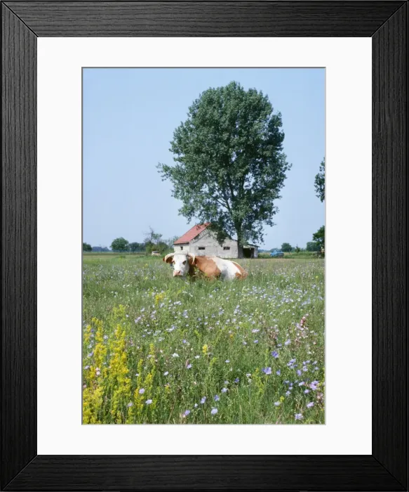 Framed Print : Hungary - flowery steppe grassland with cow. Kiskunsag National Park Framed Print : Hungary - flowery steppe grassland with cow. Kiskunsag National Park