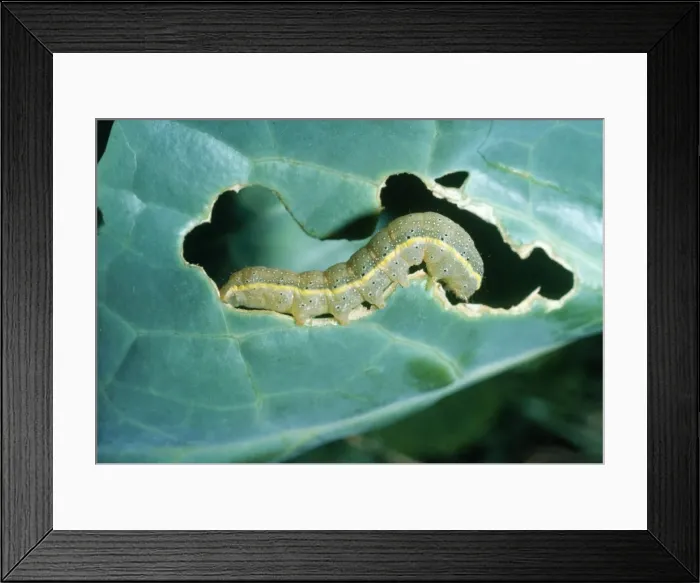 Framed Print : Bright-line Brown-eye Moth Caterpillar stage, on cabbage leaf Framed Print : Bright-line Brown-eye Moth Caterpillar stage, on cabbage leaf