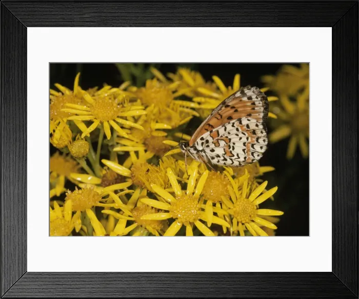 Framed Print : Spotted Fritillary Butterfly - on Ragwort France