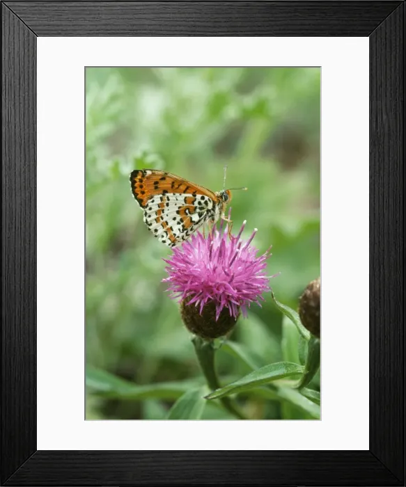 Framed Print : Spotted Fritillary Butterfly Framed Print : Spotted Fritillary Butterfly