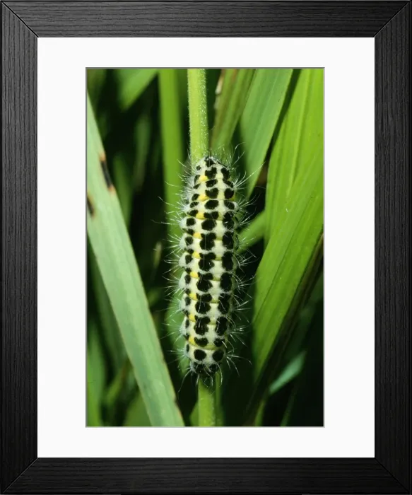 Framed Print : 5-spot Burnet Moth - catapillar / larvae stage Framed Print : 5-spot Burnet Moth - catapillar / larvae stage