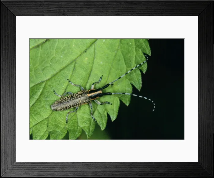 Framed Print : Longhorn Beetle Framed Print : Longhorn Beetle
