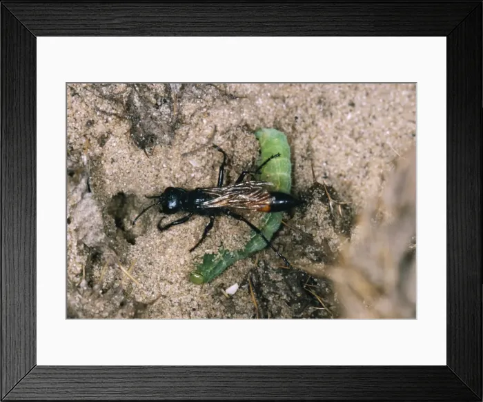 Framed Print : Sand-wasp - dragging moth larva into burrow. UK Framed Print : Sand-wasp - dragging moth larva into burrow. UK