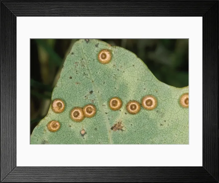 Framed Print : Gall-wasp - Silk Button Spangle Galls on Oak Framed Print : Gall-wasp - Silk Button Spangle Galls on Oak