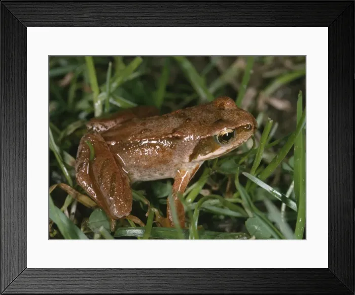 Framed Print : Young Common Frog - Showing reddish / red leg colouration. Probably 18 months old Framed Print : Young Common Frog - Showing reddish / red leg colouration. Probably 18 months old