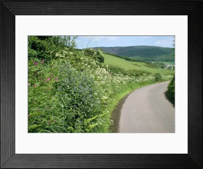 Framed Print : Hedgerow - roadside bank, with Alkaline Cow Parsley, Red Compion. Bratton, Somerset, UK Framed Print : Hedgerow - roadside bank, with Alkaline Cow Parsley, Red Compion. Bratton, Somerset, UK