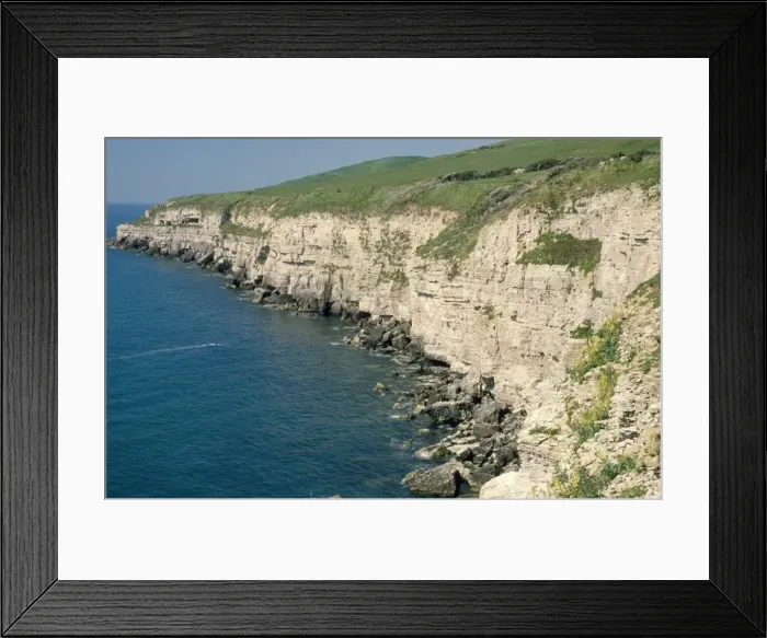 Framed Print : UK - limestone cliffs with seabird colonies. Seacombe Dorset Framed Print : UK - limestone cliffs with seabird colonies. Seacombe Dorset