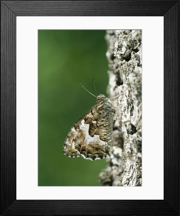 Framed Print : Woodland Grayling Butterfly - female basking on tree Framed Print : Woodland Grayling Butterfly - female basking on tree