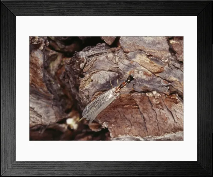 Framed Print : Snake-fly - newly emerged