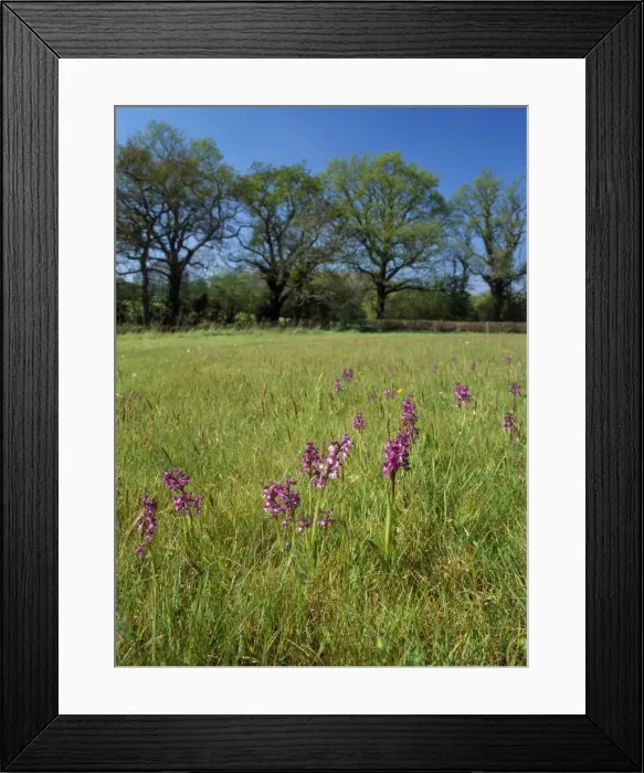 Framed Print : Green-winged Orchids - in pasture Corfe Mullen Dorset, Dorset Wildlife Trust Reserve, UK Framed Print : Green-winged Orchids - in pasture Corfe Mullen Dorset, Dorset Wildlife Trust Reserve, UK