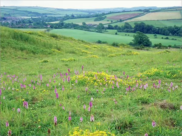 Chalk Downland - In old quarry with Common Spotted Orchids & Birds Foot Trefoil. Toller, Dorset, UK