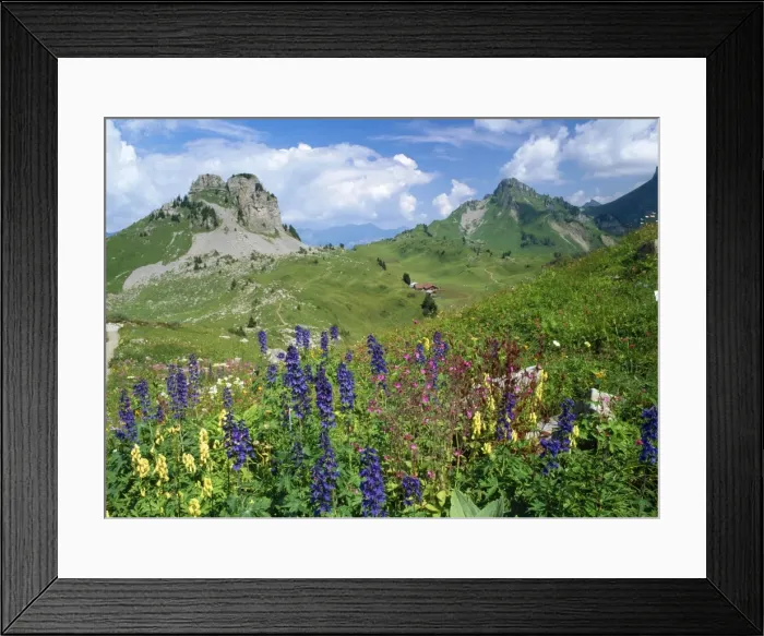 Framed Print : Switzerland - alpine flowers (Delphinium Elatum, Red Campion, Wolfsbane) Schynigeplatte, Switzerland Framed Print : Switzerland - alpine flowers (Delphinium Elatum, Red Campion, Wolfsbane) Schynigeplatte, Switzerland