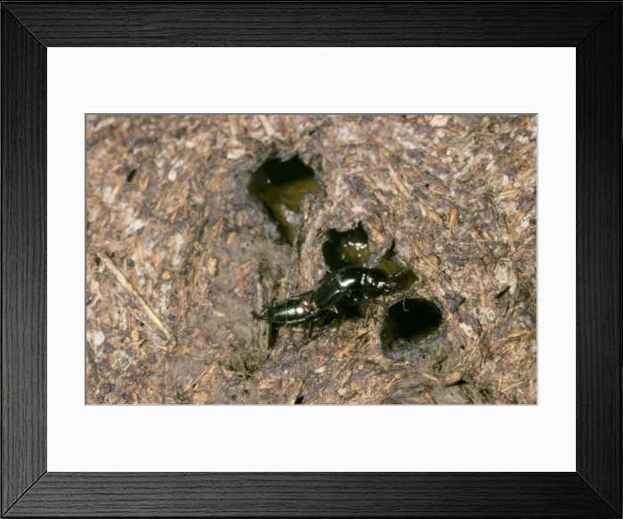 Framed Print : Rove Beetle - on cow dung Framed Print : Rove Beetle - on cow dung