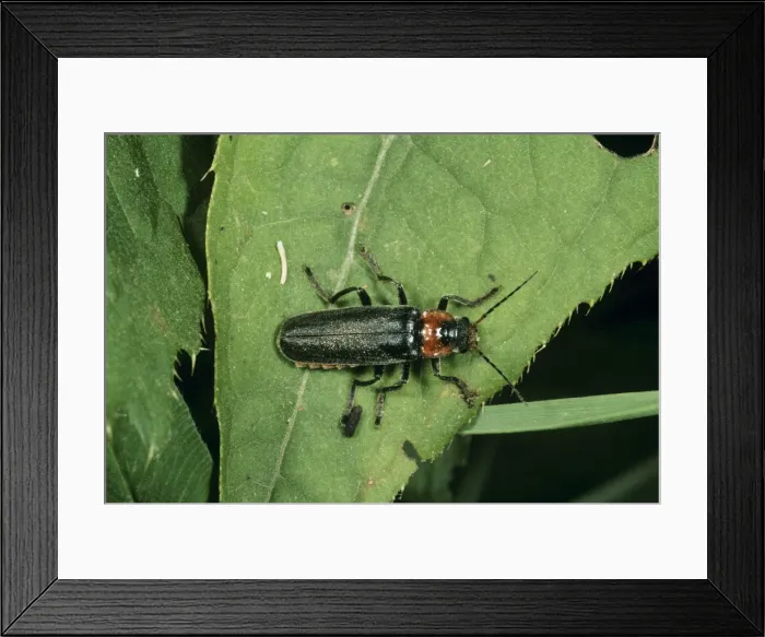 Framed Print : Soldier Beetle Framed Print : Soldier Beetle