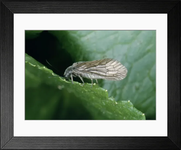 Framed Print : Alder Fly. ROG-9445. ALDER FLY. Sialis lutaria
