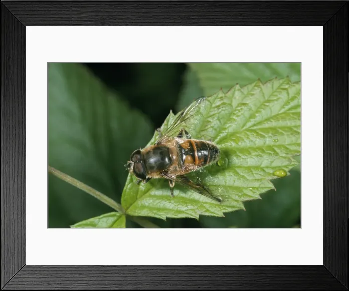 Framed Print : Drone Fly / Hover Fly Framed Print : Drone Fly / Hover Fly